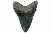 Serrated, Fossil Megalodon Tooth - South Carolina #312093-1